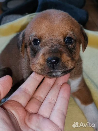 Щенки помесь чау-чау, девочки