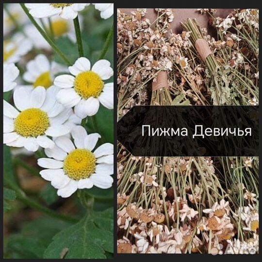 Травы для чая и здоровья