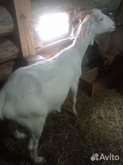 Продам козлика
