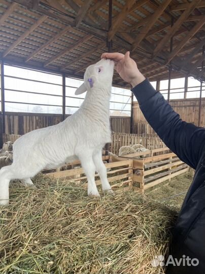 Катумские бараны