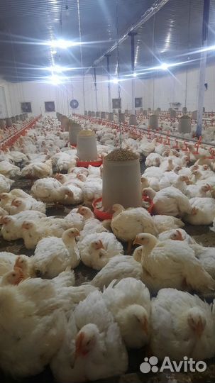 Куры бройлеры