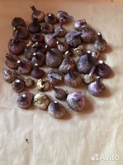 Гладиолусы луковицы