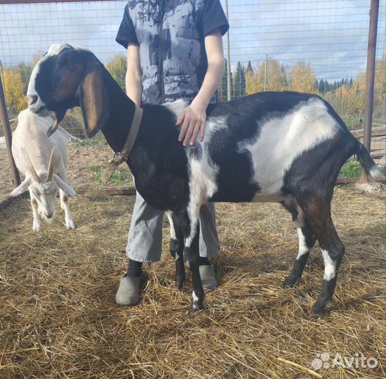 Дойные нубийские козы