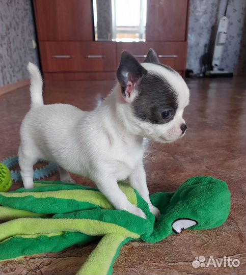 Щенки чихуахуа