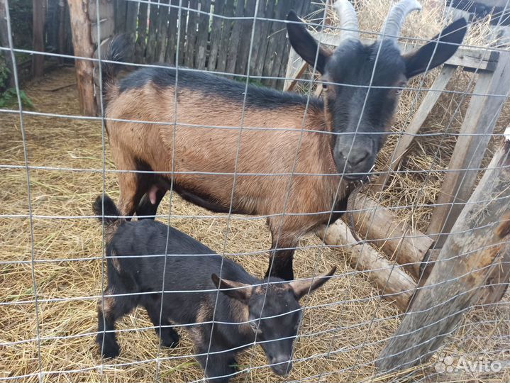 Коза дойная молочная