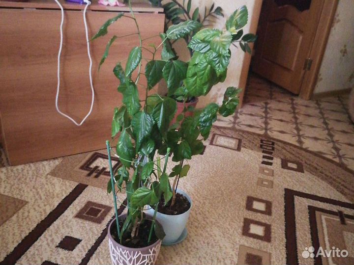 Китайская роза набивная (цветущая)