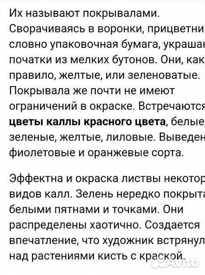 Цветок Калла белая