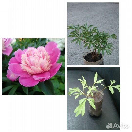 Саженцы (деленки) пионов