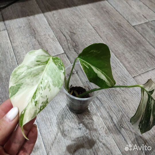 Монстера Альба