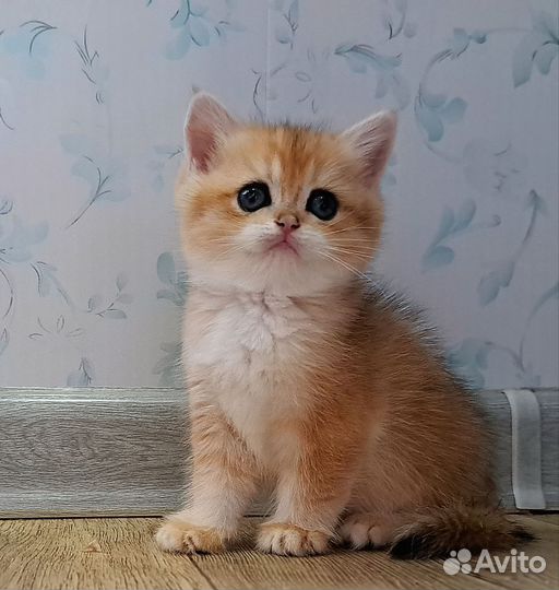 Девочка золотая шиншилла