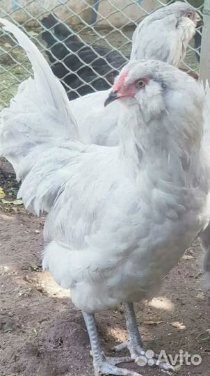 Куры амераукана