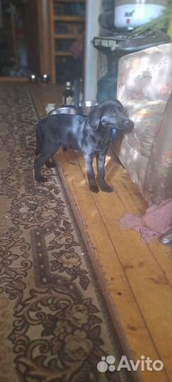 Собака щенки лабрадора