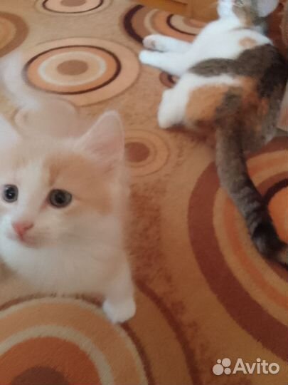 Кошки в добрые руки бесплатно