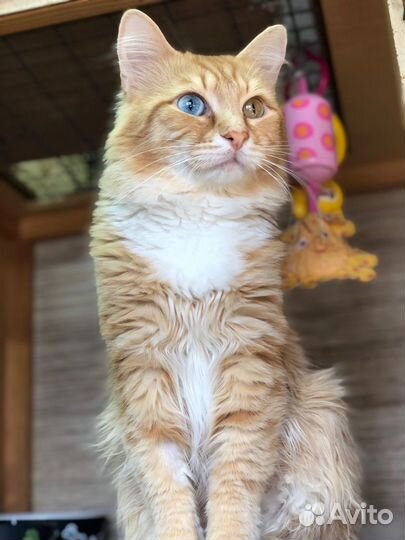 Кот
