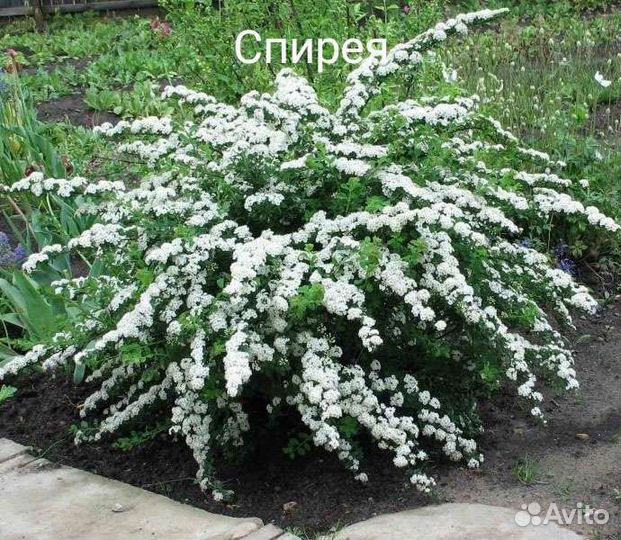 Цветущие кустарники.Возможен обмен