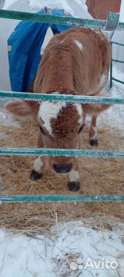 Искусственное осеменение коров