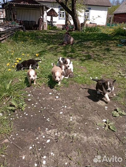 Щенки спаниеля в дар