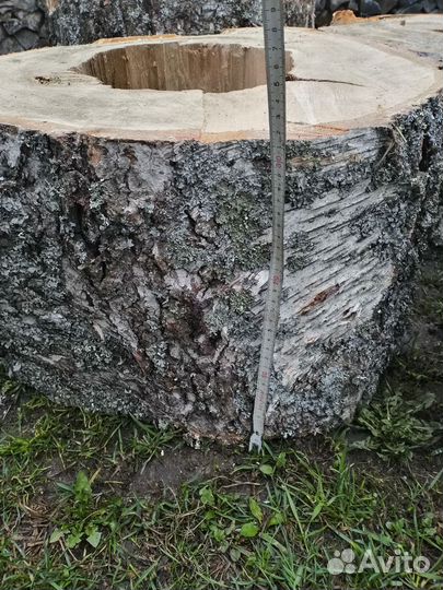 Березовые пни, торцевые спилы