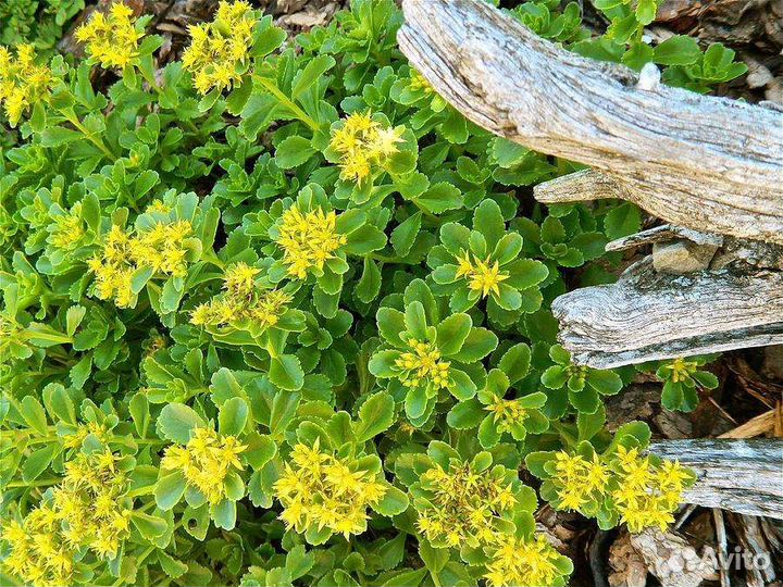 Очитки седумы разные