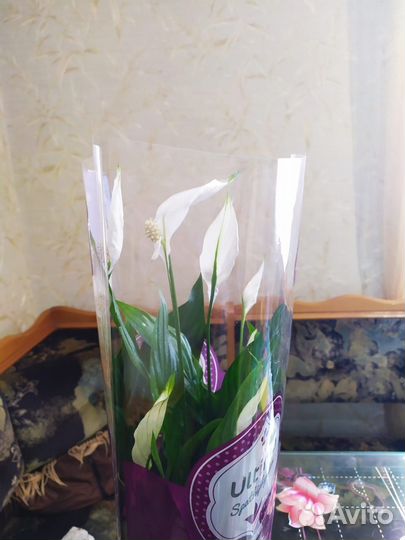 Женское счастье, пальма, денежное дерево