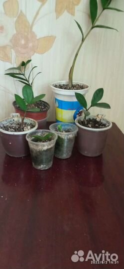 Сингониум, гинура, замиокулькас