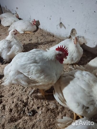 Продам бройлера
