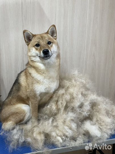 Экспресс линька, вычес, груминг