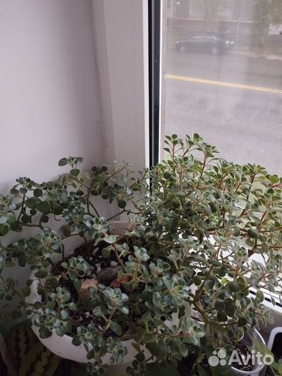 Аихризон дерево любви