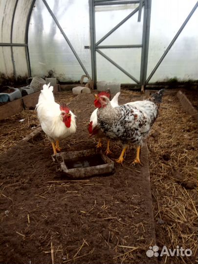 Петух, 4 мес, леггорн