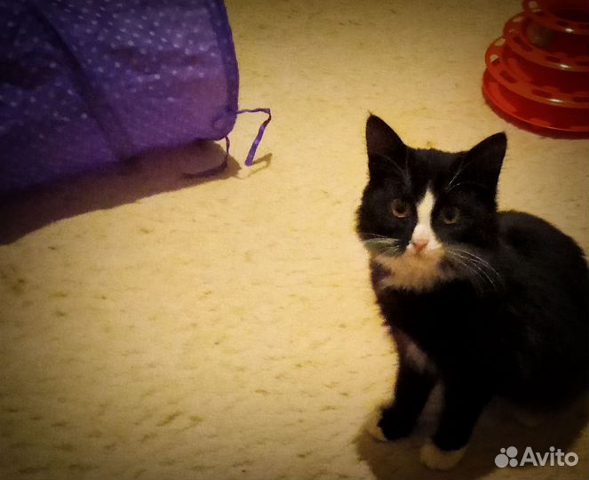 Красавец Арман