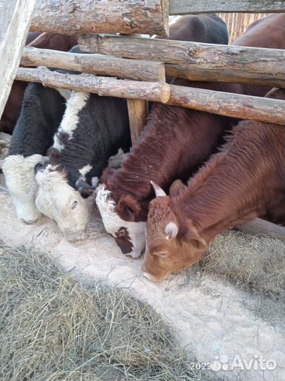 Бычки и быки