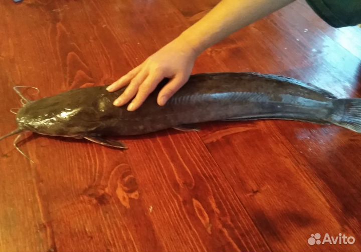 Свежая рыба, кларий угревидный