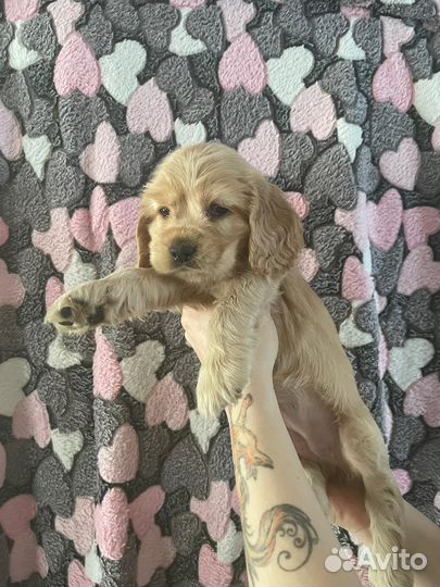 Щенки американского кокер спаниеля