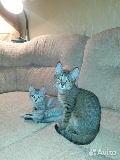 Котёнок-девочка в добрые руки