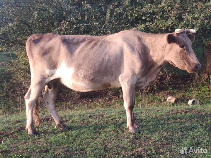 Коровы, бычок, телята