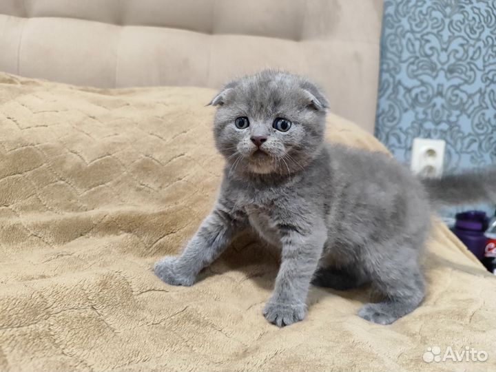 Британские котята