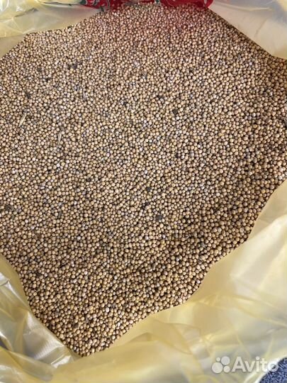 Сидерат горчица