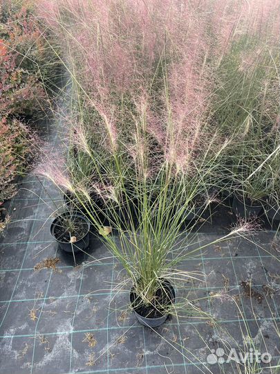 Мюленбергия волосовидная / Оленья трава