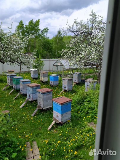Пчелы и улья