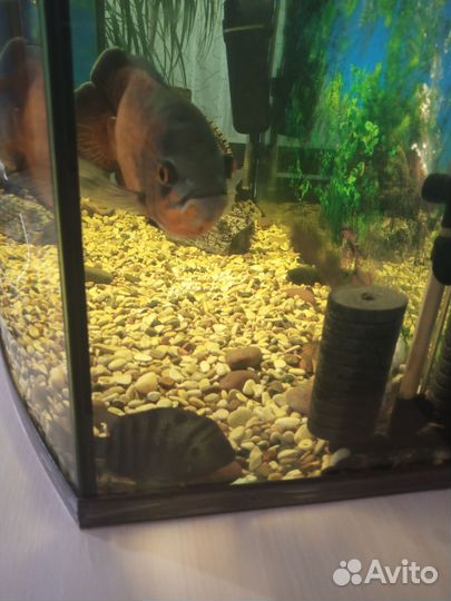 Аквариум с тумбой 300 литров