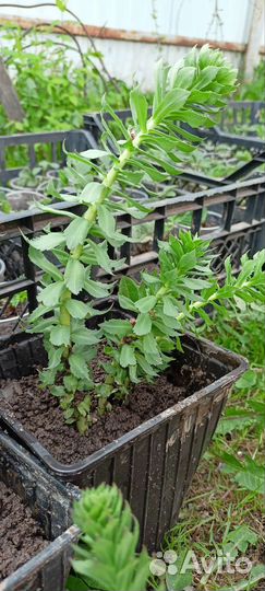 Родиола розовая (золотой корень)