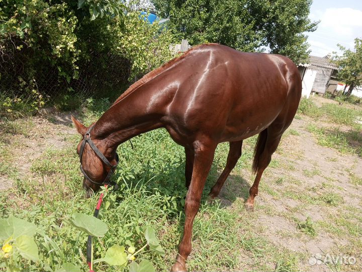 Жеребец обмен