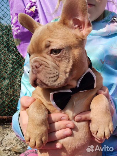 Изабелла мальчик