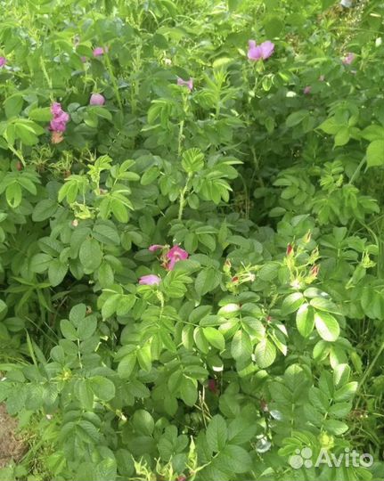 Роза- шиповник Ханза махровая розовая