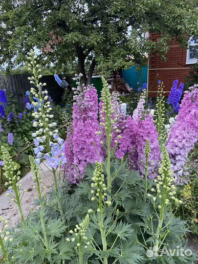 Дельфиниум семена