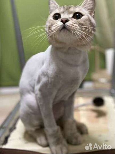 Стрижка кошек