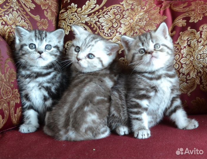 Три мраморных котика