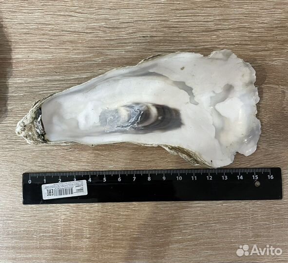 Ракушка устричная, раковина гребешка