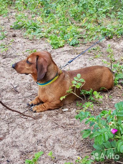 Кроличья такса. Вязка. Кобель