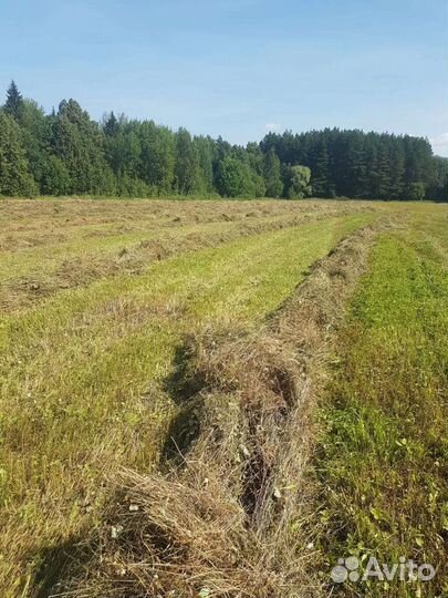 Сено луговое в тюках (брикетах, кипы). Доставка